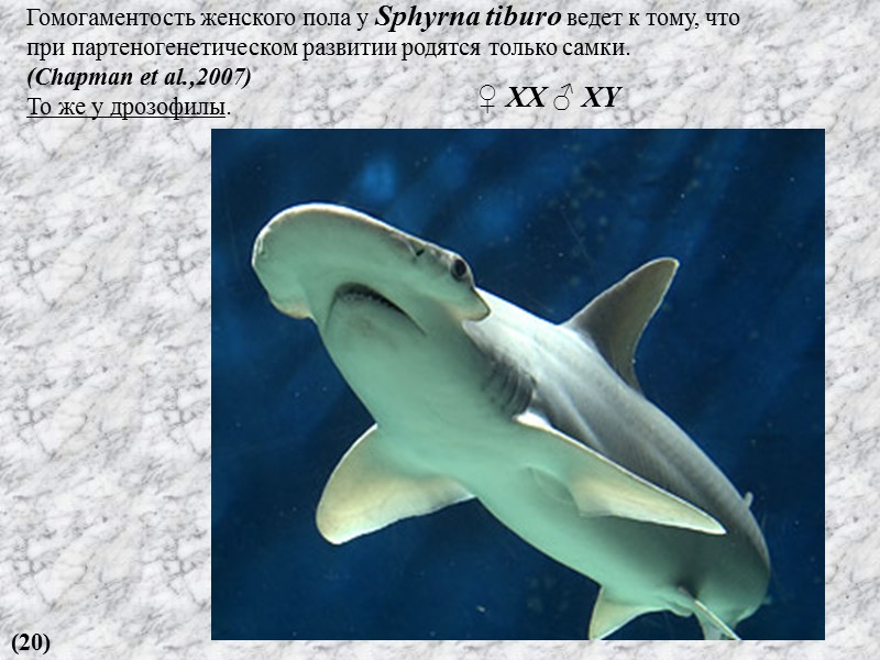 Гомогаментость женского пола у Sphyrna tiburo ведет к тому, что  при партеногенетическом развитии